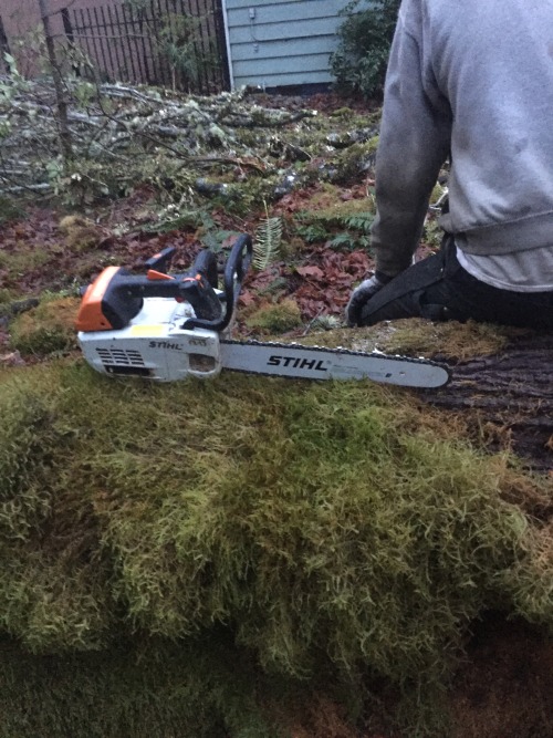 Helped my buddy and his dad cut down some dangerous trees that were going to fall on a house (½)