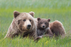 nubbsgalore:  photos by tin man lee from alaska’s lake clark national park (more mama bear posts)