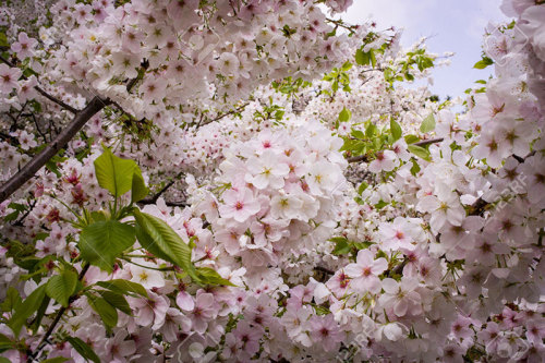 Sakura: Explosively Beautiful Cherry Blossoms In JapanSakura, the Japanese word for cherry blossoms,