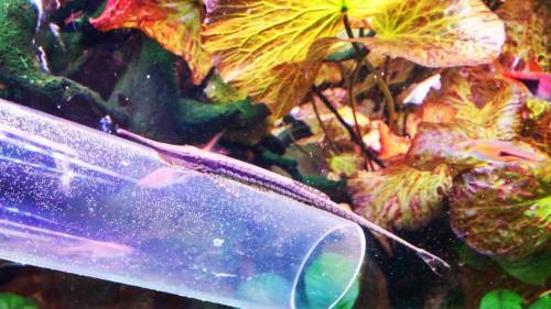Farlowella in his natural environment.#farlowella #catfish #plantedaquarium #waterchange #aquarium