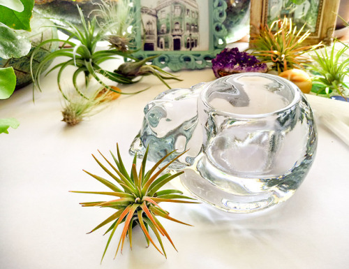 A set! Air plant + Air plant holder //Zaiguu