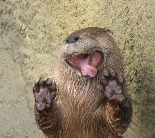 boredpanda:  20+ Animals Licking Glass That Look Absolutely Silly  