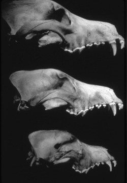 medusahorror:  wolf skull. my edit | source.