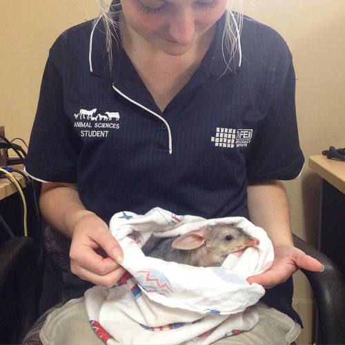 LOOK AT THIS BABY SNOOTER #bilby