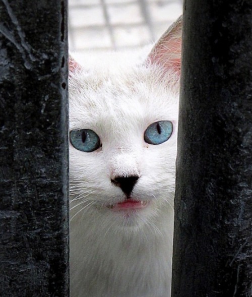 Chat Blanc dans le Métro (via Potra)