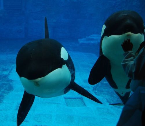 Gender: FemalePod: N/APlace of Capture: Born at SeaWorld of CaliforniaDate of Capture: Born July 9, 