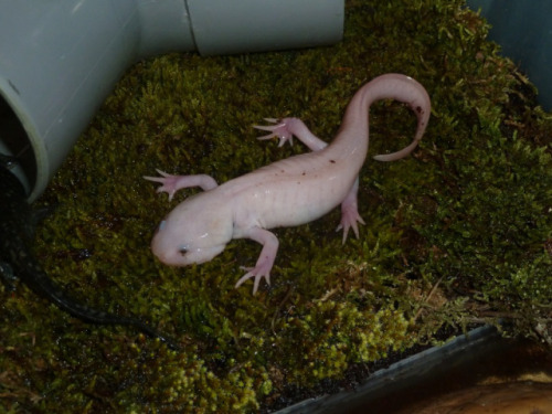 dimetrodone:One of the worst things I’ve ever seen are artificially induced metamorphized Axolotls 