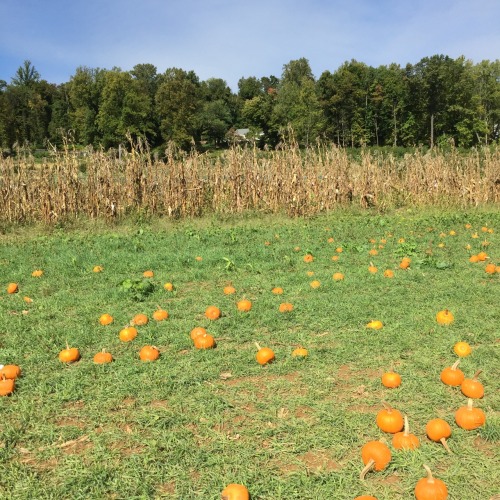 Pumpkin picking