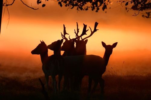 j-k-i-ng:“Deer at sunrise“ by | Astrid TontsonThames Ditton, United Kingdom