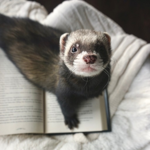 The Book Ferret