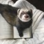 The Book Ferret