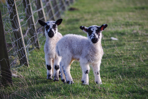 I think we’re approaching maximum lamb density. Some of the mules remain convinced that our car just