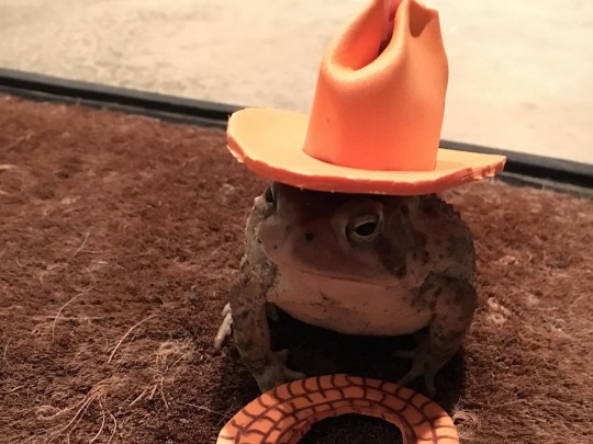 yeehawlw:  yeehawlw:  country toads take me home    lead the way boys 