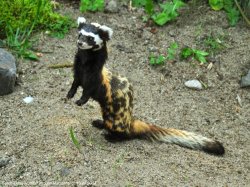 kihuotter:awwww-cute:So this little guyTHEY’RE CALLED MARBLED POLECATS AND THEY’RE CUTEASFUCK