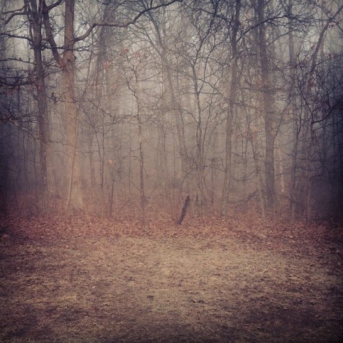 My back yard. #Thefog #spooky #trees #thetreeshaveeyes