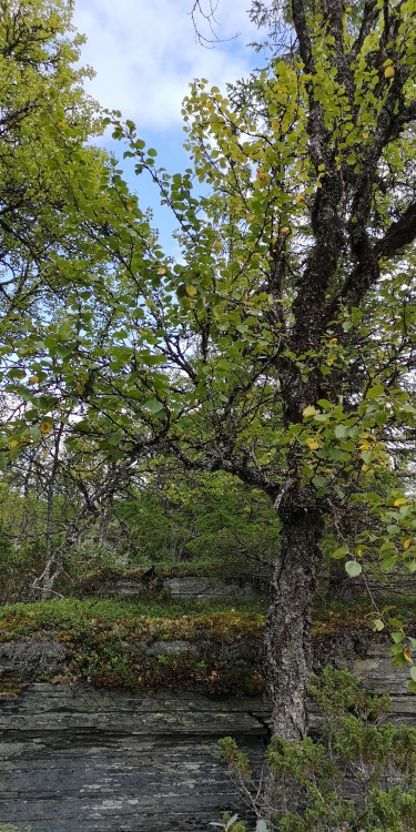 Ruvallen, Härjedalen, Sweden. September, 2019.