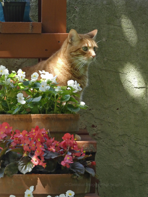 Cats and begonias