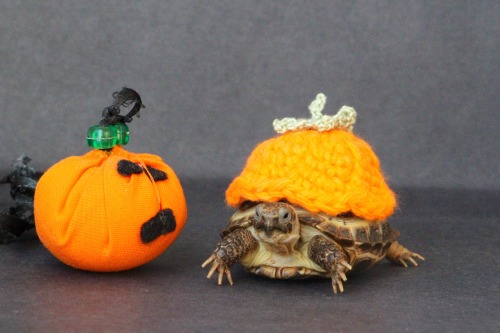 thewhimsyturtle: We don’t have time to carve a pumpkin this year, so Mommy gave me a little cl