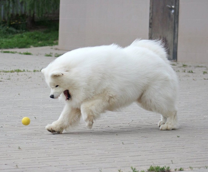 this is floof gamer