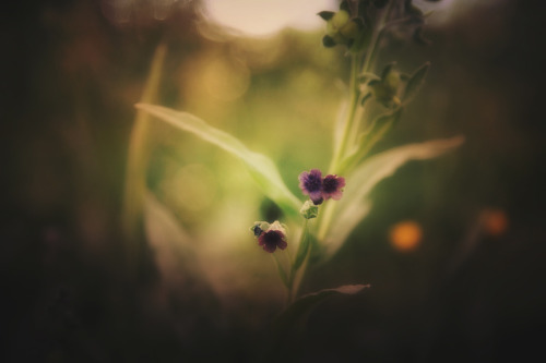 katerieke: wildflowers on a Sunday