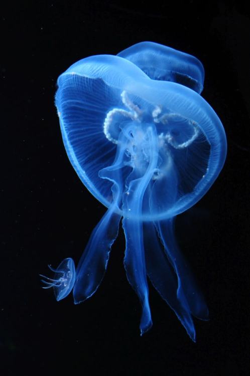 drxgonfly - Jellyfish (by Petra Prager)
