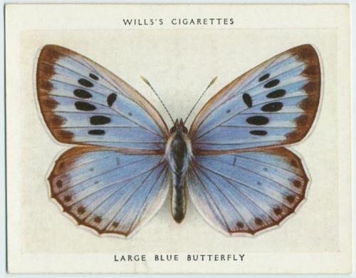 Unknown, Will’s Cigarettes, Butterfly Cards, 1931 