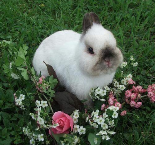 garden-bunny:seal point bunnies are v sweet