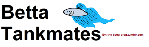 the-betta-blog:Always remember to thoroughly research before adding anything to your tank! This is o