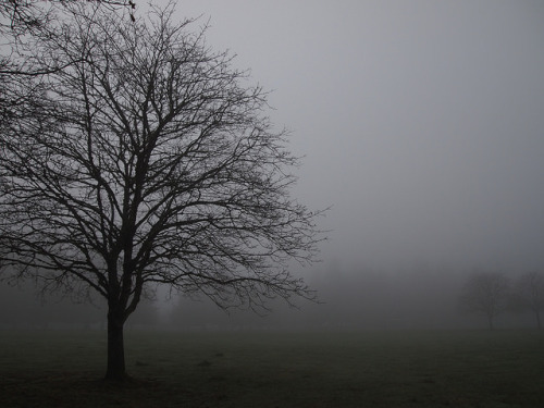 Oregonian fog by Bushman.K on Flickr.
