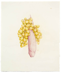 actegratuit:  In two of Aurel Schmidt’s more recent series, the artist’s highly rendered drawings depict leafy vagina lettuce and ginger toes, among other inventive combinations of body parts and edibles. 