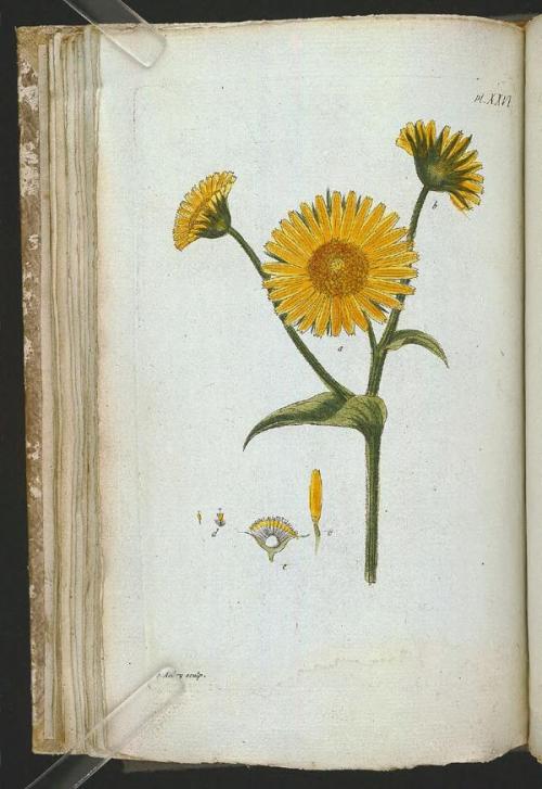 heaveninawildflower:Botanical illustrations taken from ‘Recueil de Plantes Coloriees’ by