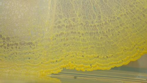 展示されてきた黄色いレースの様な変形体 #myxomycetes #slimemold #粘菌 #変形菌