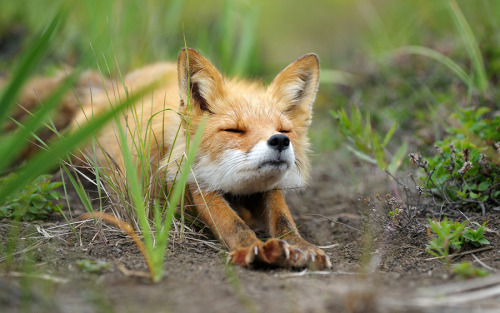 giraffeinatree: (via 500px / “Stretching fox.&ldquo; by Igor Shpilenok)