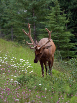 90377: 	 Elk in Jasper National Park     by Robert Tilt  	