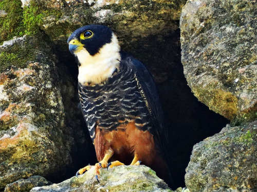 theraptorcage: Bat Falcon