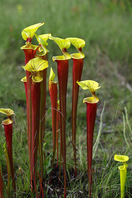 Porn photo ichthyologist:  libutron:  Yellow Pitcher