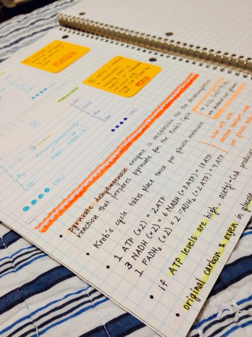 studyorcry:  asimhasan:  princealonzo:  grxeek:  studyorcry:  11.4.15 // finished my bio notes on the citric acid cycle!! ☺️  LOVE  I hate ppl who’s notes are this neat  omg can I borrow your notes studyorcry  gonna be learning about this in a few