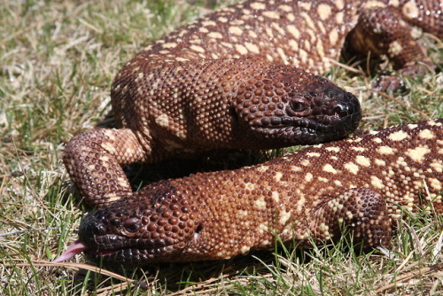 Today I learned that beaded lizard’s are actually incredibly photogenic.