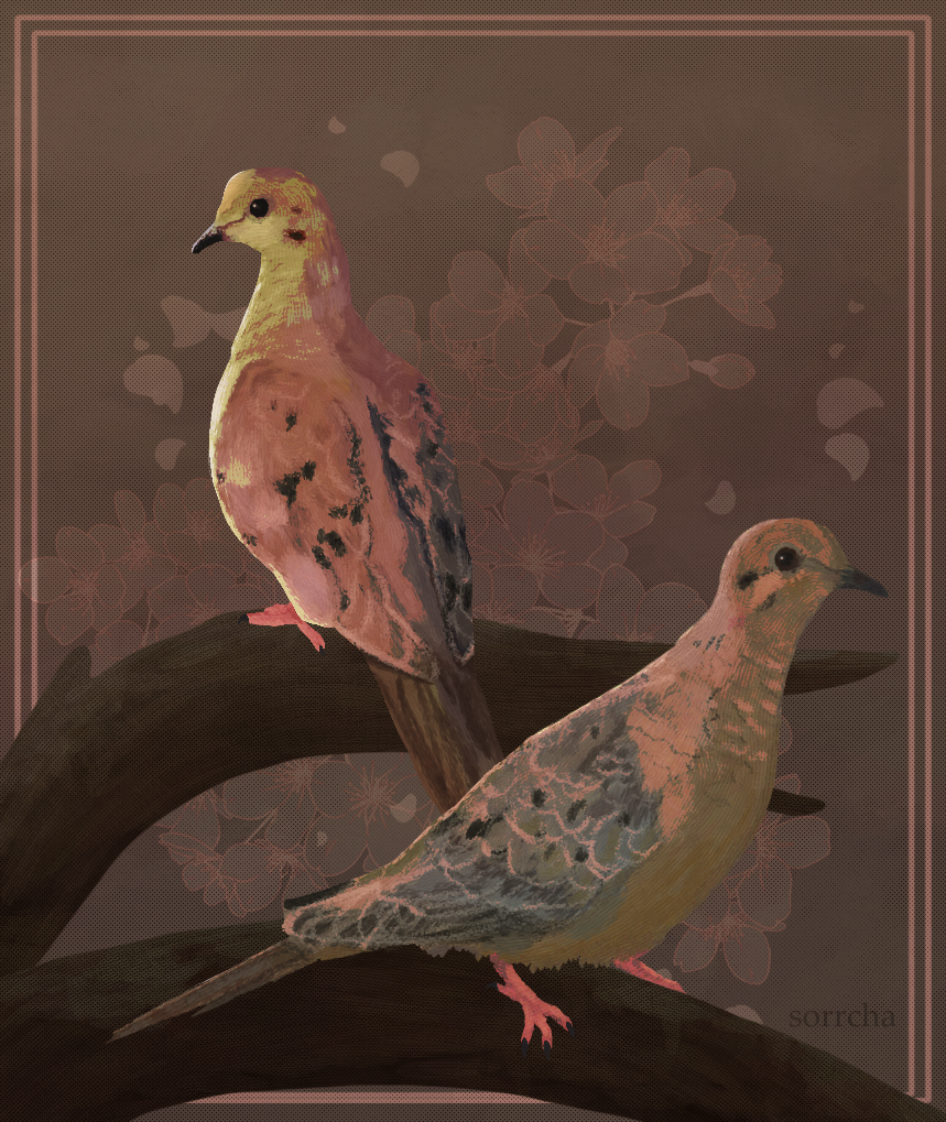 sorrcha:shoutout to mourning doves. i love you(click for higher resolution!)