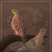 sorrcha:shoutout to mourning doves. i love you(click for higher resolution!)