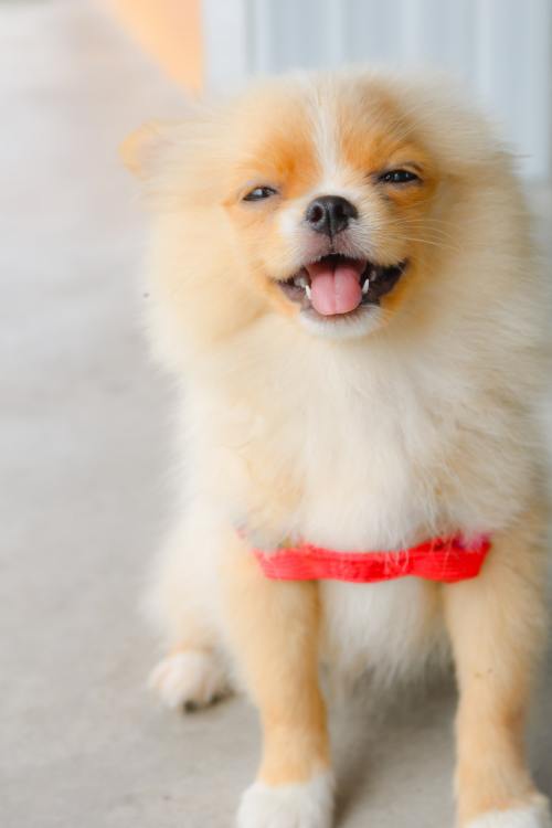 dogsempire