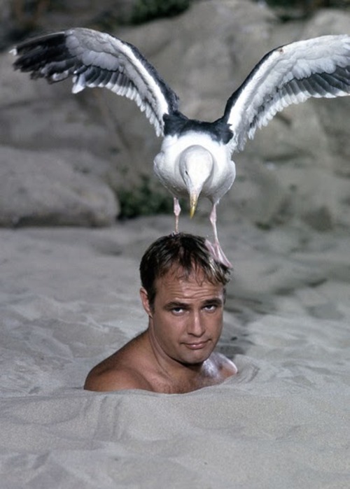 Marlon Brando and a seagull, by Leo Fuchs.