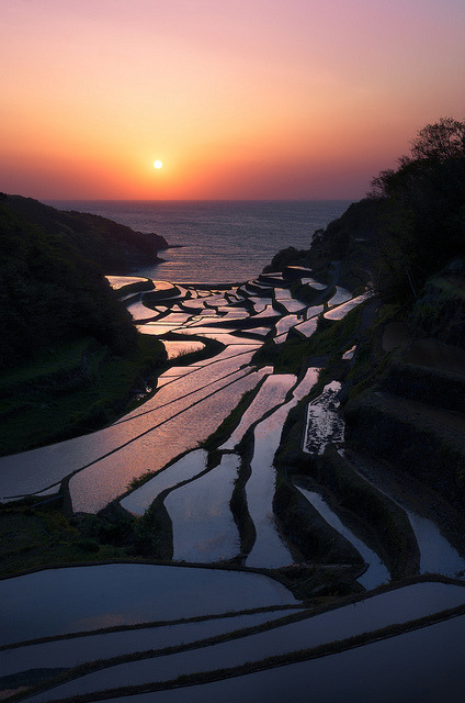 Rice fields at sunset in Saga Prefecture, Japan (by arcreyes).
