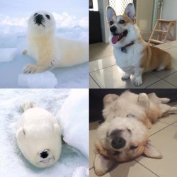 awwww-cute:  Corgis, basically just land-seals (Source: http://ift.tt/1ryW4IC)