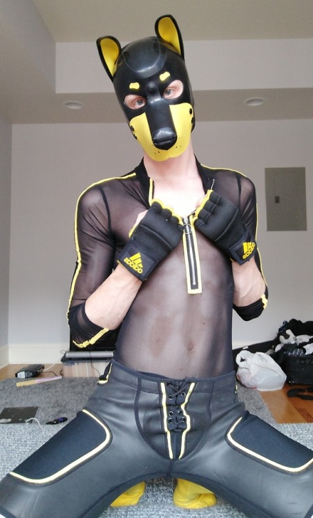 pup-rolo: Serving Kill Bill vibes in my brand new mesh bodysuit *wags wags* If only I had a samauri 