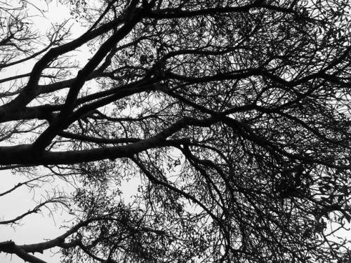 spectral-insomnia: “Eternal Funeral Season”   Photography by W. Gonxalez (own) This tree is absolutely magnificent. 