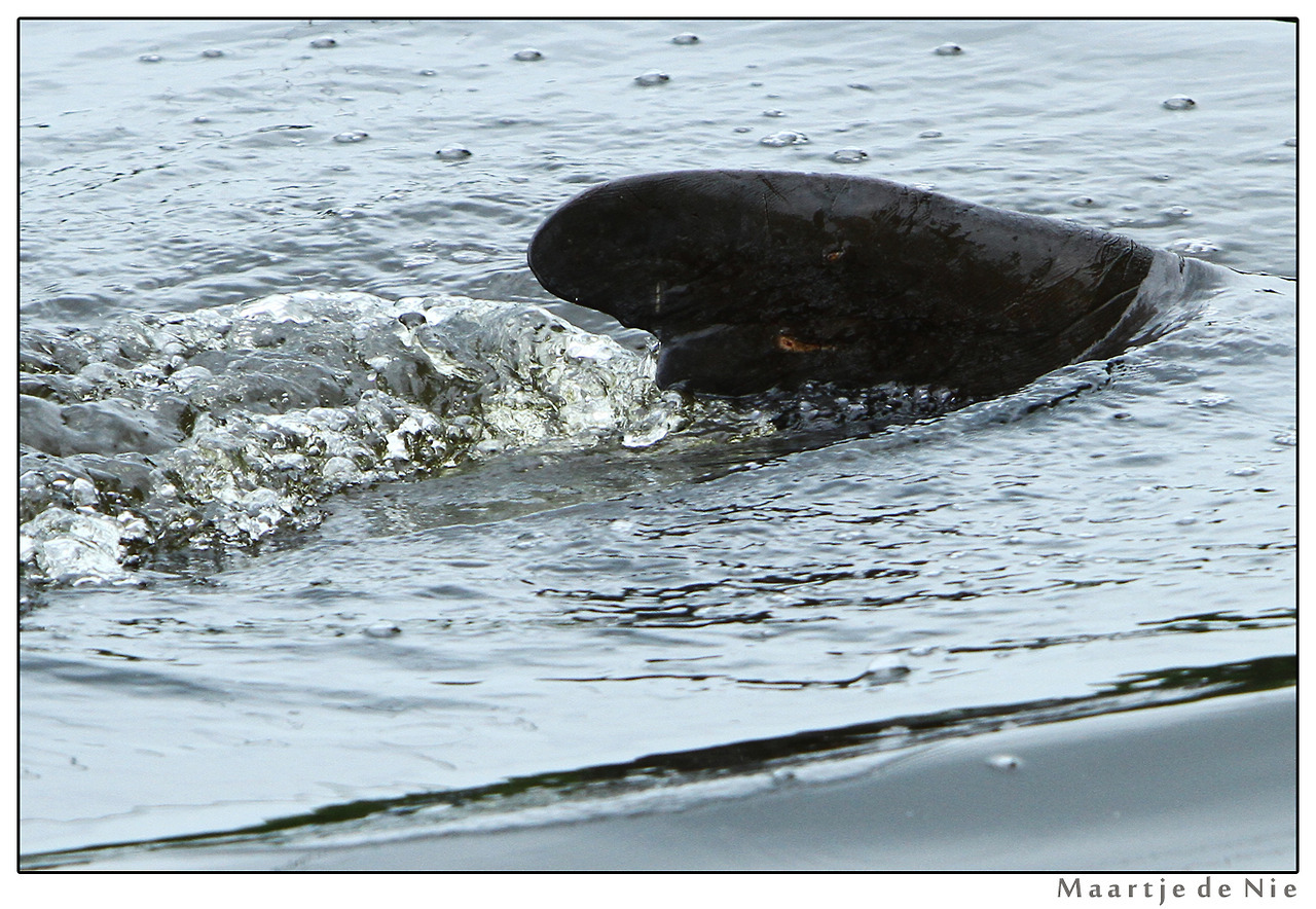maartje-de-nie-photography:  Is everyone looking?