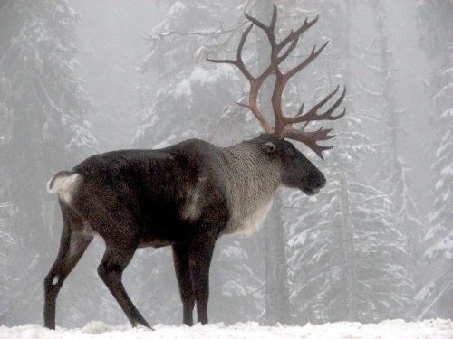 typhlonectes:Five Fun Facts About Reindeer by Mark Madison, Historian - USFWS1.  In North America we