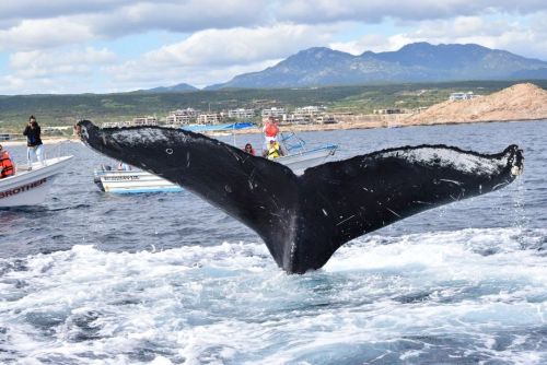 My First Encounter with Two Humpback Whales. To read this story (and more!) follow the link in our b