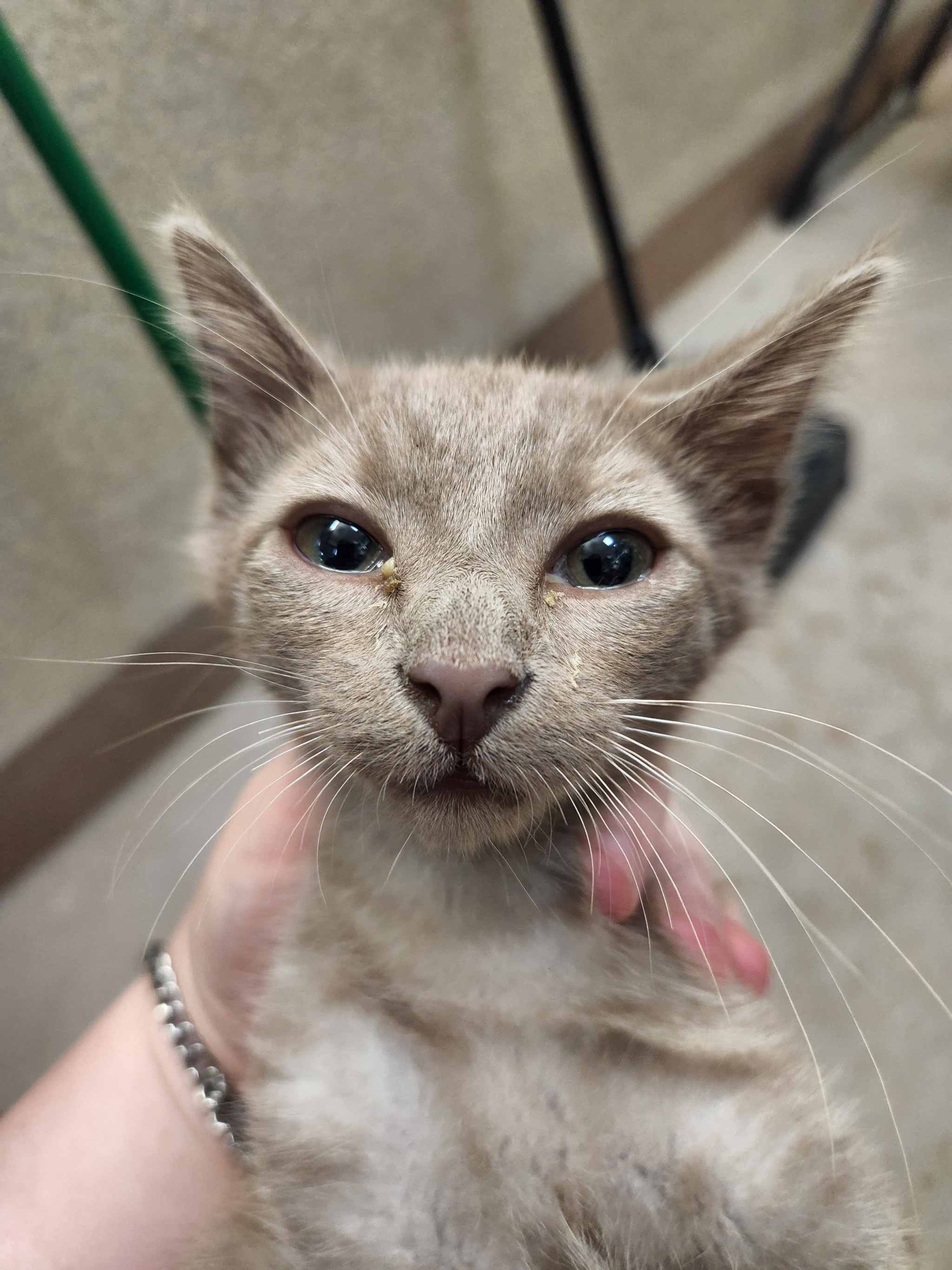 talesfromtreatment:talesfromtreatment:talesfromtreatment:talesfromtreatment:Not your typical coat color in a catI think it’s probably actually an orange kitten with a very ‘sooty’ cast to it. Better lighting and he looks even weirder.